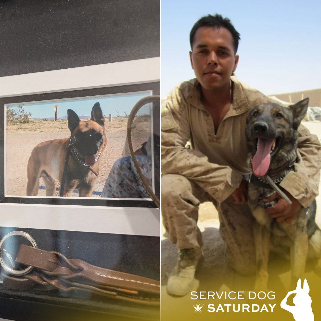 On #ServiceDogSaturday, we honor Zenit, bomb dog of Wounded Hero USMC Cpl (Ret.) & R.I.S.E. home recipient Jose Armenta. Thank you, Zenit, for your service. Today, we proudly salute you!