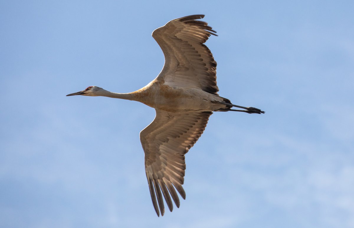 Sandhill cranes are harbingers of spring in Yellowstone. You often hear their rattling, guttural calls before you see them. If you haven’t heard the call of a Sandhill crane before, you might wonder if a flock of pterodactyls has arrived! Have you seen or heard cranes lately?