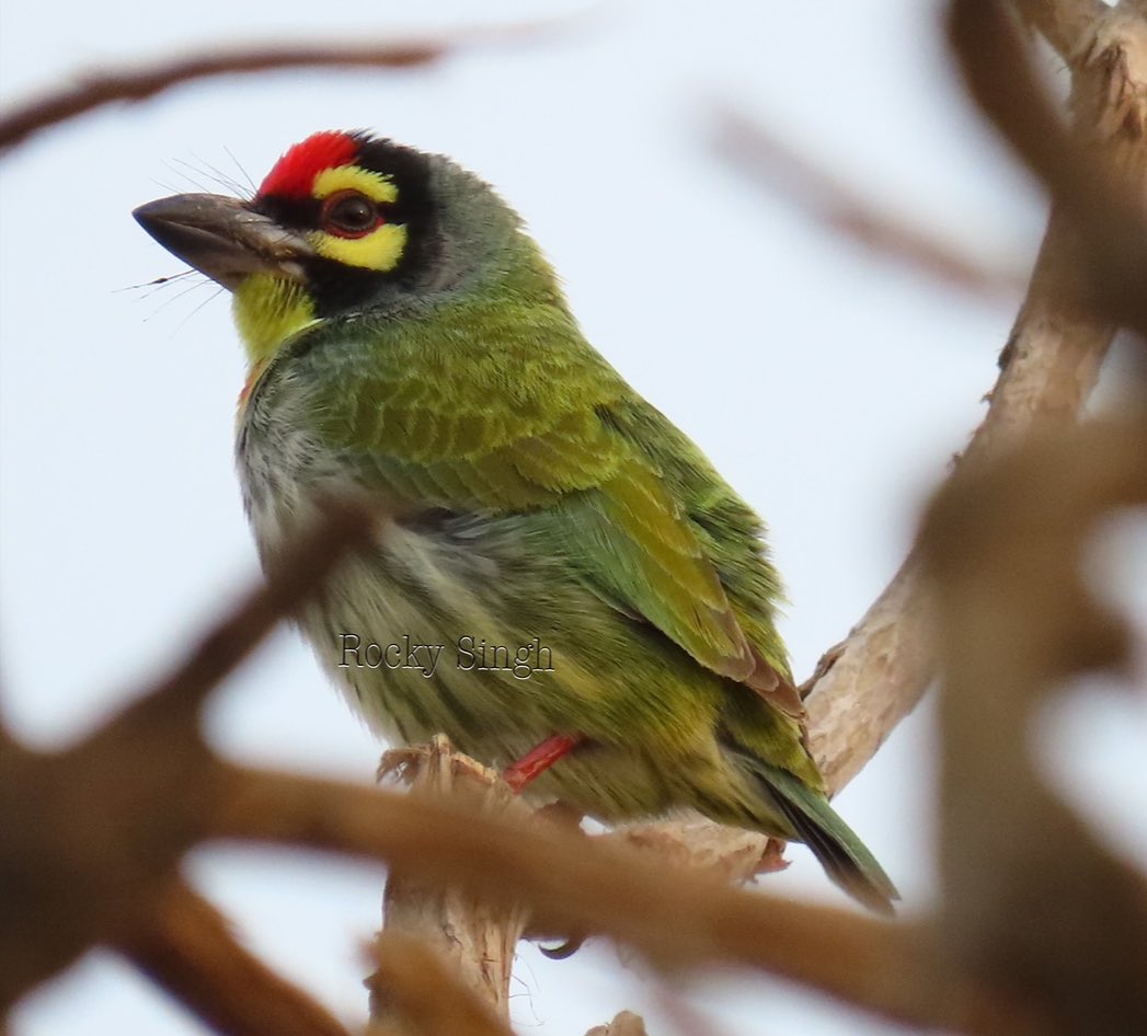 A bare tree, waiting for summer to sprout leaves needed a bit of green. A Green Beeater pretended to be a leaf but it was soon displaced by a Coppersmith Barbet who played a leaf and a little red flower at the same time. I, the photographer, saw this happen, true story #indiaves