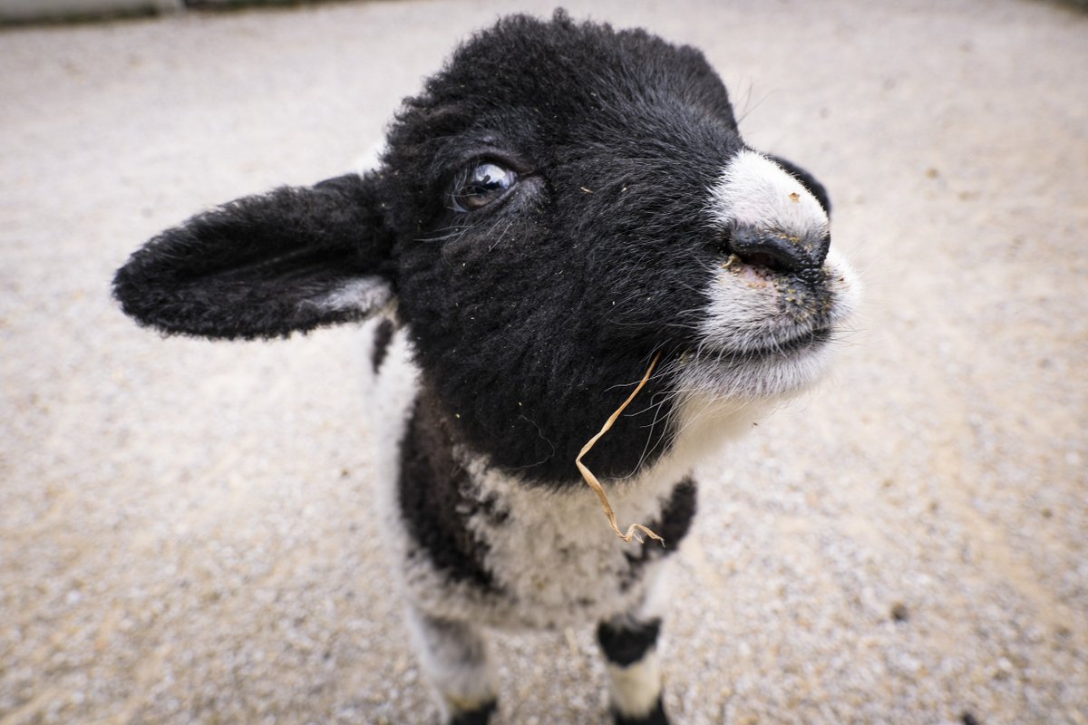 Join us today for Farm Fest! Watch prairie dog training, horse care demos, donkey hoof care, and more. You’ll also get the chance to see our lambs up close and even play a surprise game with our goats to win a prize!