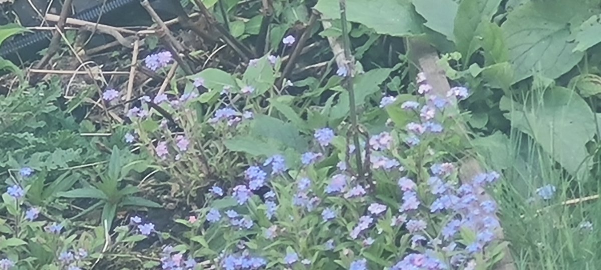 GASP_Croydon's tweet photo. Spring flowers starting to appear through the churchyard now #SouthCroydon https://t.co/NUqApjDJGs