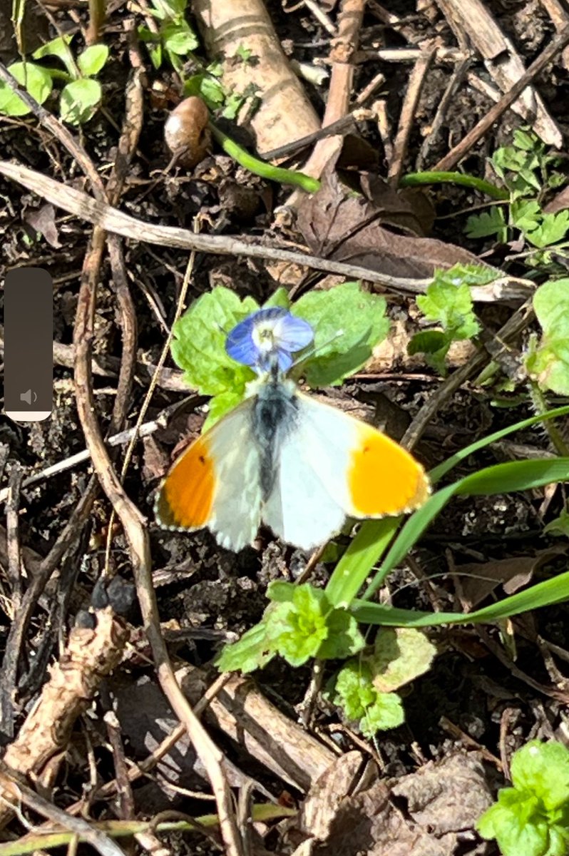 It really is spring / first Orange Tip of the year this morning. Also Brimstone and Peacock