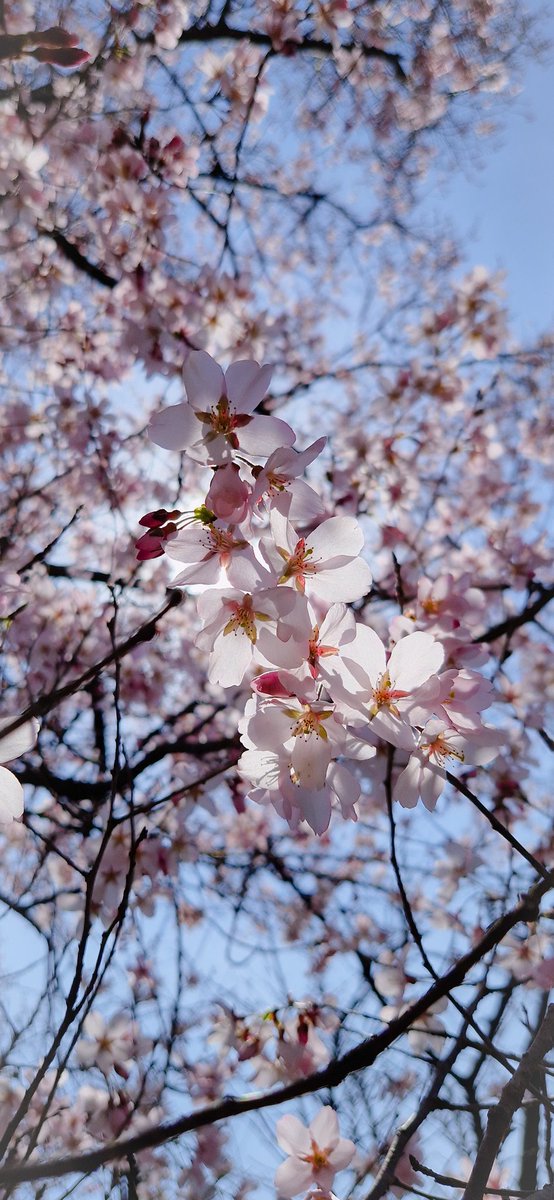 Cherryblossoms in Kyotos Botanical garden today 🌞💕 #flowers #gardening