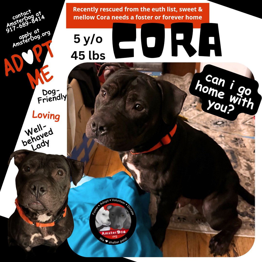 🍯 Sweet CORA is dreaming of her forever home 🏡 but will settle for a foster if you'd like to get to know her! 🐾 Beautiful laid-back lady ❤️ 📞 917-689-8414 🌐 Apply at AmsterDog.org Located in PA #amsterdog #amsterdogrescue #adopt #adoptme #AdoptDontShop