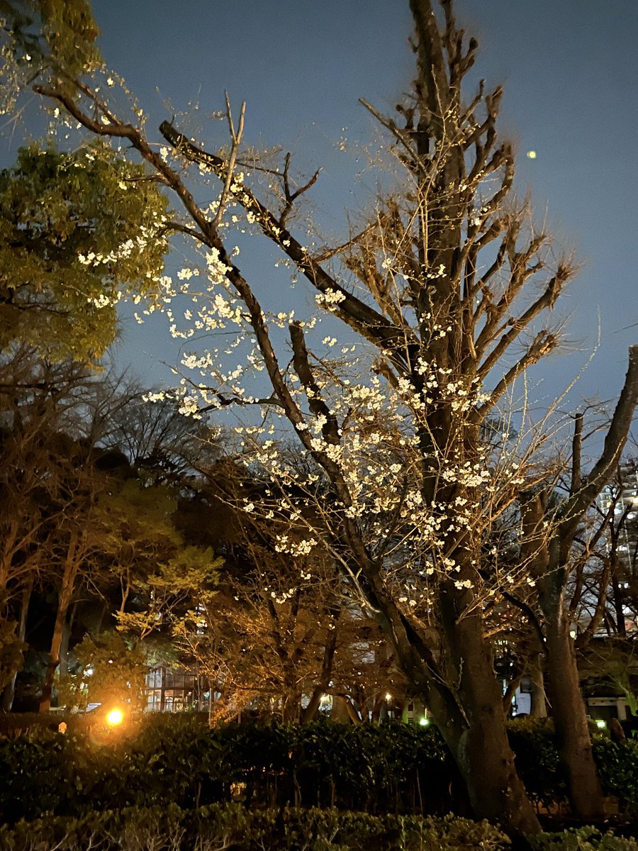 cyukei's tweet photo. 本日は調神社隣の榮三郎さんで花見。ですがまだ早い！
二分咲きですね。
でも、お酒があれば🆗です。

#調神社 
#浦和 
#日本酒地酒 https://t.co/33UORGpF88