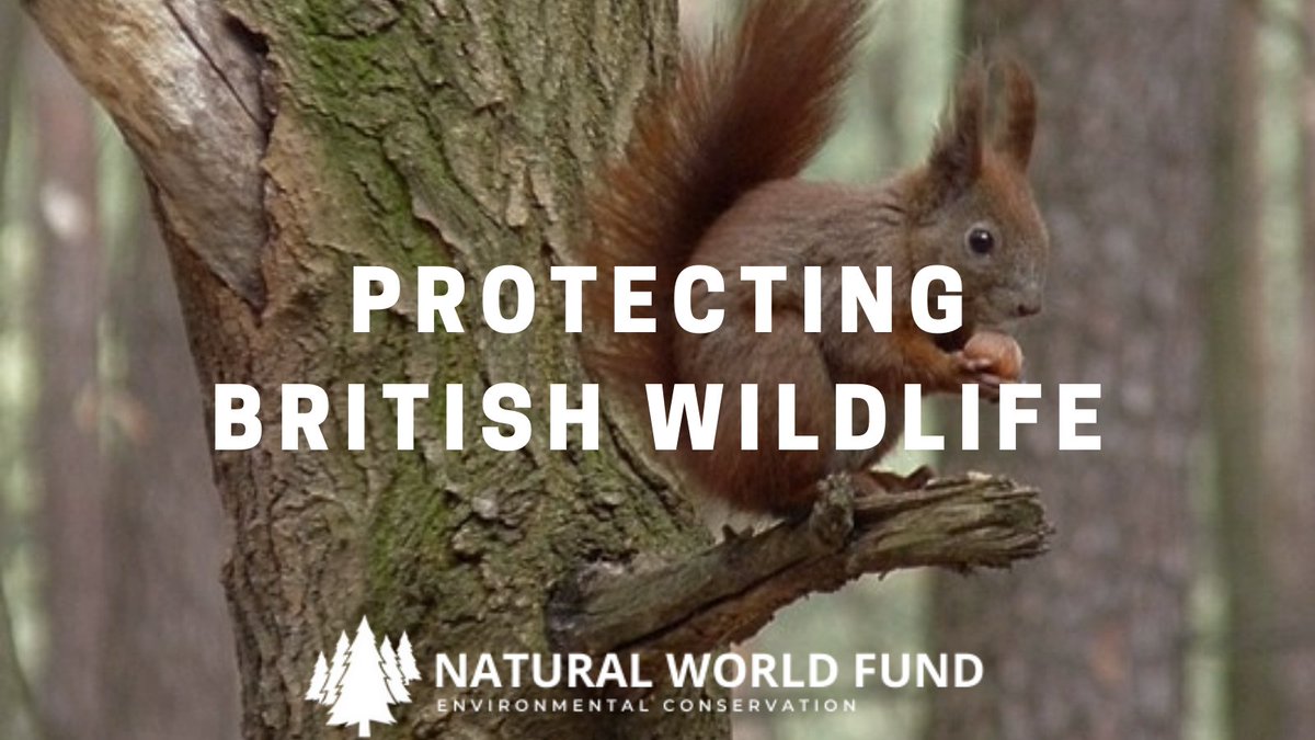 Want to help protect wildlife in the UK? #conservation #habitatrestoration Donate now at: naturalworldfund.com