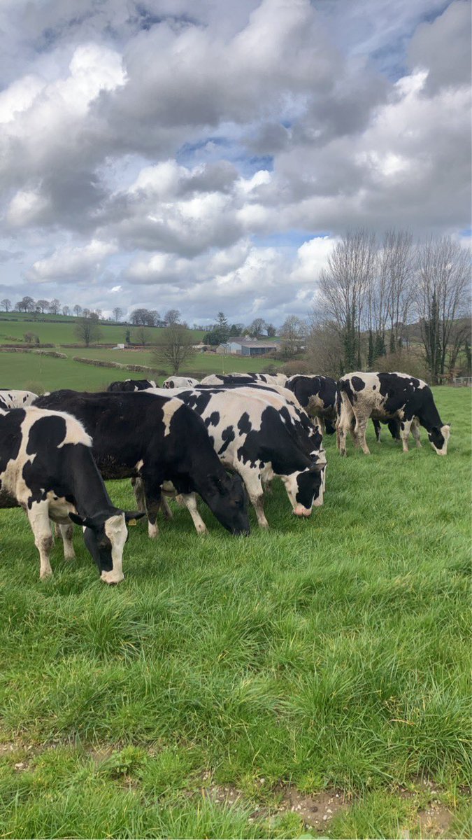 Same heifers 48hours apart!