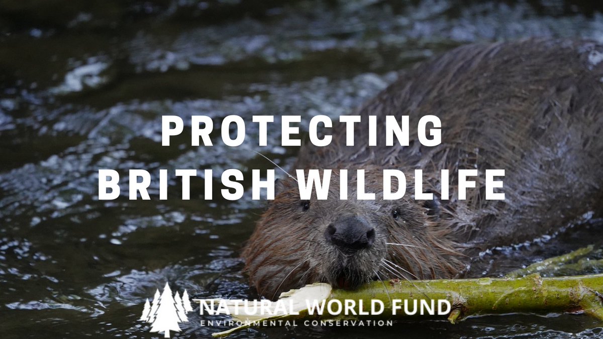 Want to help protect wildlife in the UK?
#conservation #habitatrestoration

Donate now at: naturalworldfund.com