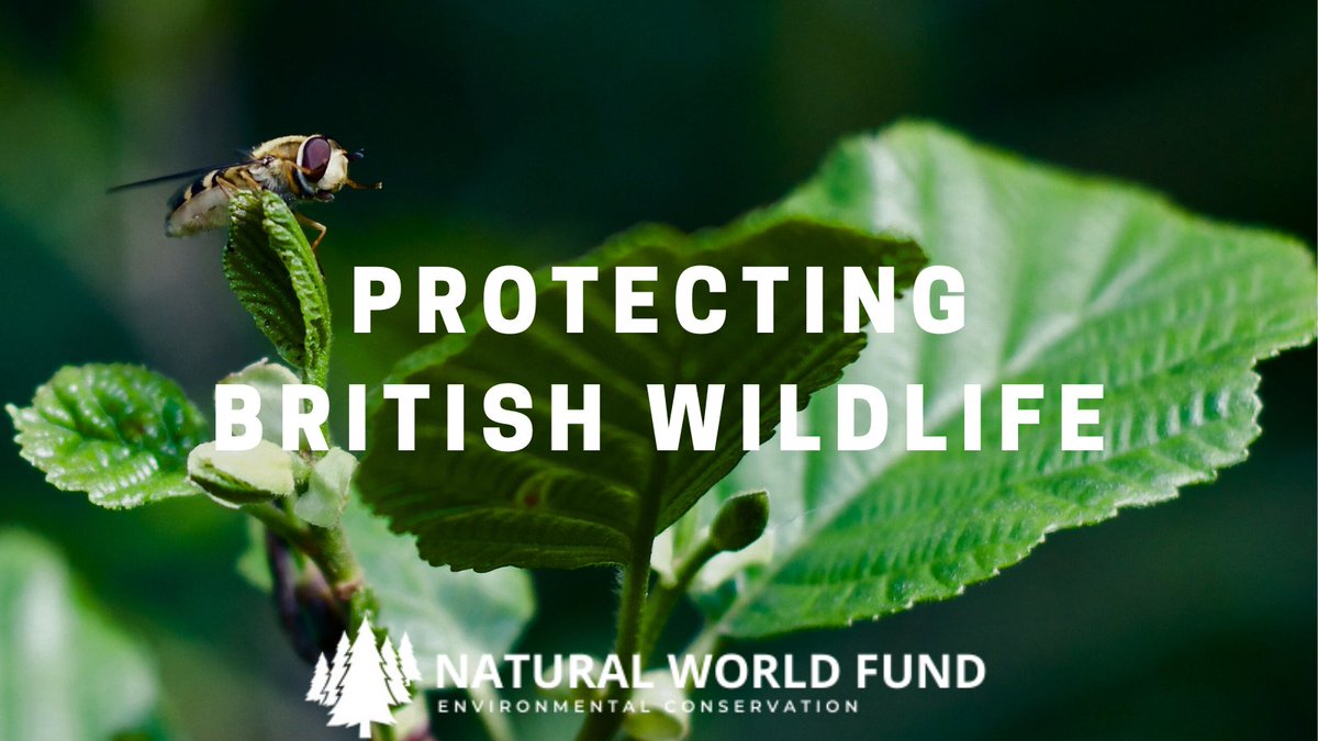 Want to help protect wildlife in the UK?
#conservation #habitatrestoration

Donate now at: naturalworldfund.com