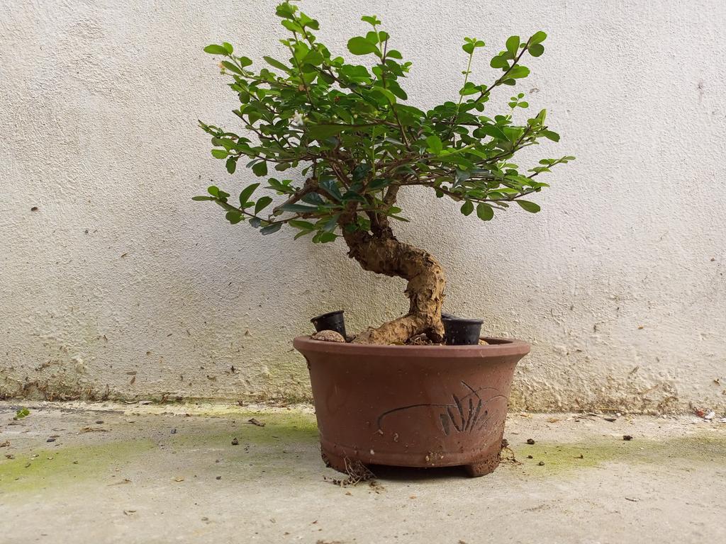 ducmo18's tweet image. Trà phúc kiến.