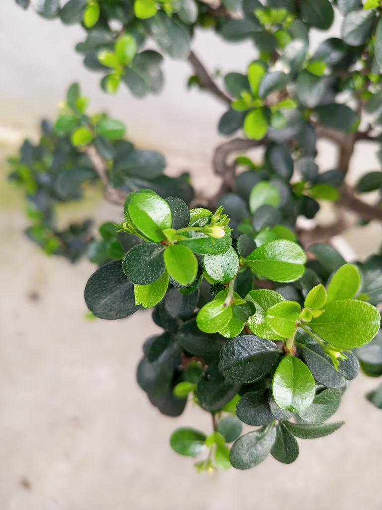 ducmo18's tweet image. Trà phúc kiến.