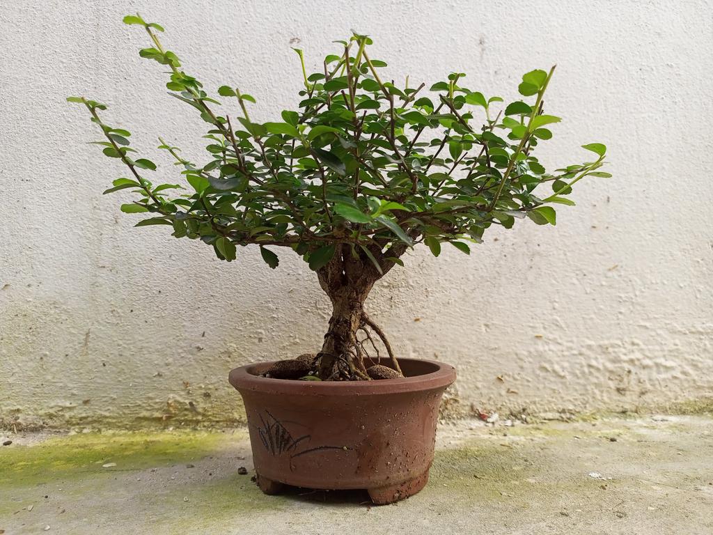 ducmo18's tweet image. Trà phúc kiến.