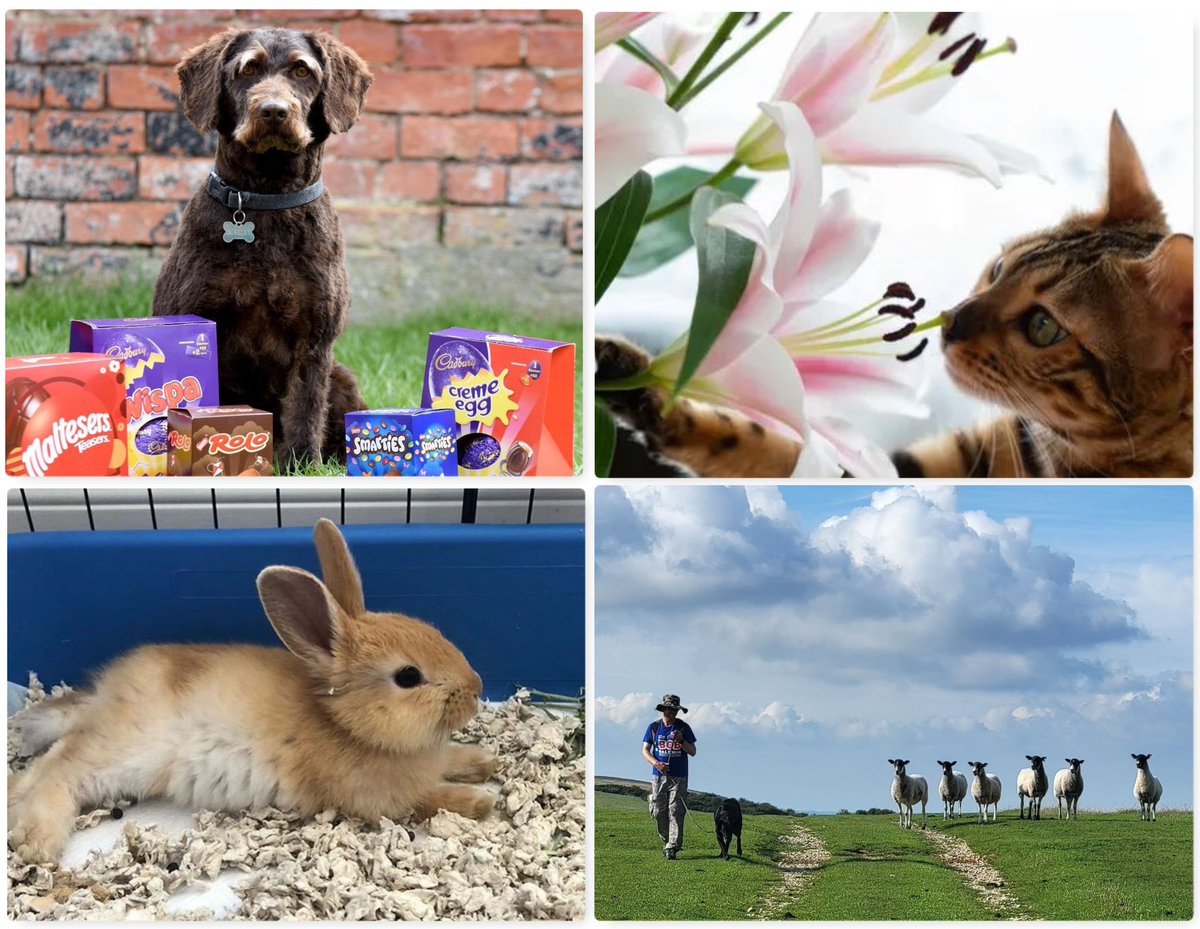 Keep Easter eggs, chocolate & hot cross buns away from dogs as they can be extremely toxic. Lily pollen can give cats kidney failure if ingested. Call vet ASAP if worried. Don't buy rabbits, but rescue post-Easter. Also, keep dogs under control around livestock! #EasterPetDangers