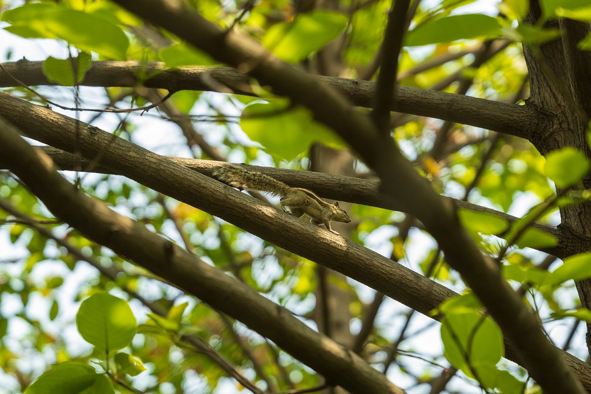 'In the hustle and bustle of our lives, #squirrels remind us to pause, climb a tree, and enjoy the view.'
📸 #framingFrames 📽️
#filmmaking #Storytelling #Love #SaveSoil #Time #Karma #TruthWillPrevail #PhotooftheDay #artofvisuals #wildlifephotography #naturephotography