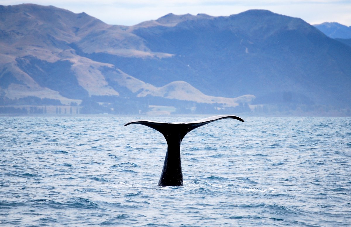 Tiaki, off Kaikoura, South Island