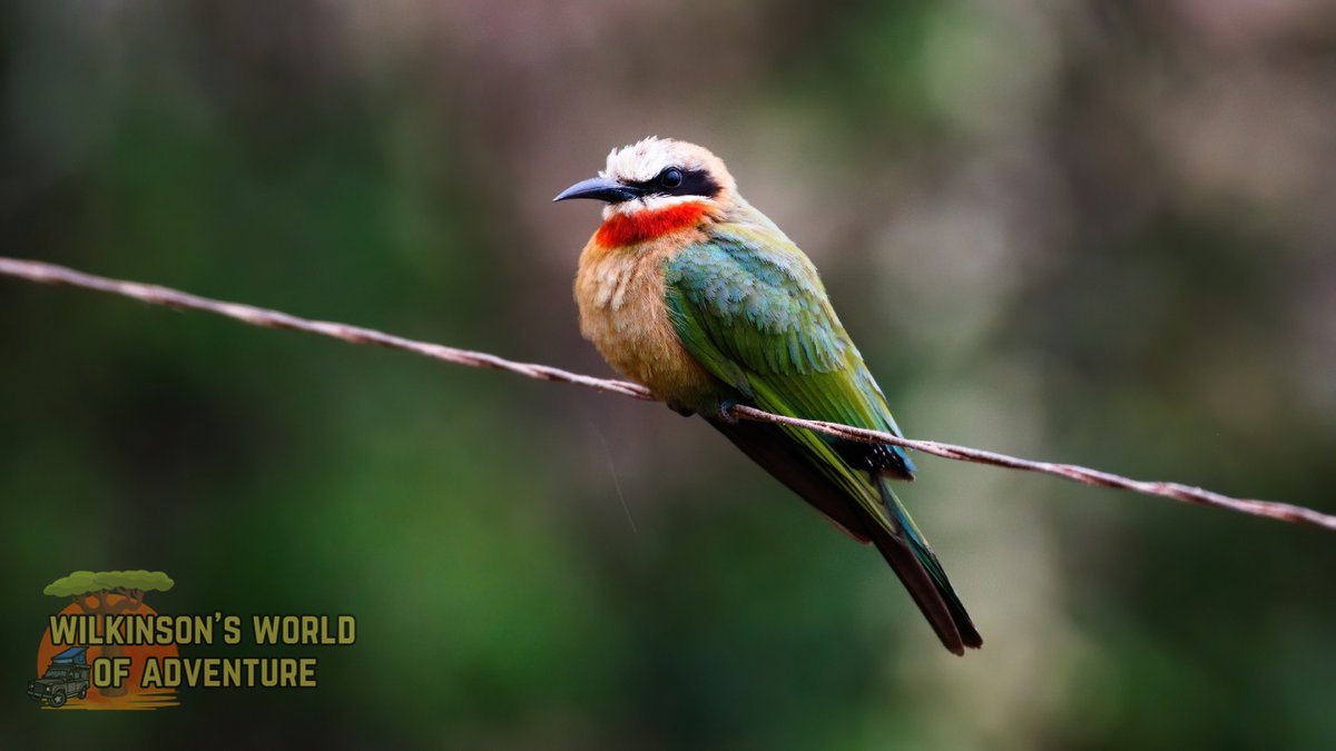 White-fronted Bee-eater, colourful aerial hunters, easily identified by their striking white-fronted appearance and impressive flying skills. #BirdOnaWire #BirdsSeenIn2023 #birding #birdwatching #birdphotography #birdlovers #birding #nikonphotography #nikonlens