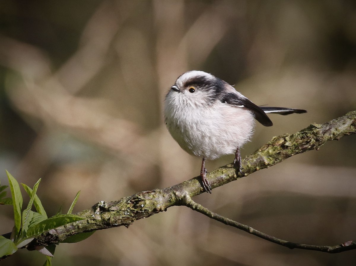 Did you know NHSN are running a free urban nature walk as part of the Newcastle Puppet Festival this Easter? Come along to discover #NorthEastNature with binoculars and spotter sheets provided 🔎🍃🐝 Find out more and book your place: ow.ly/fZw250R33J6 📸 Mike Carr