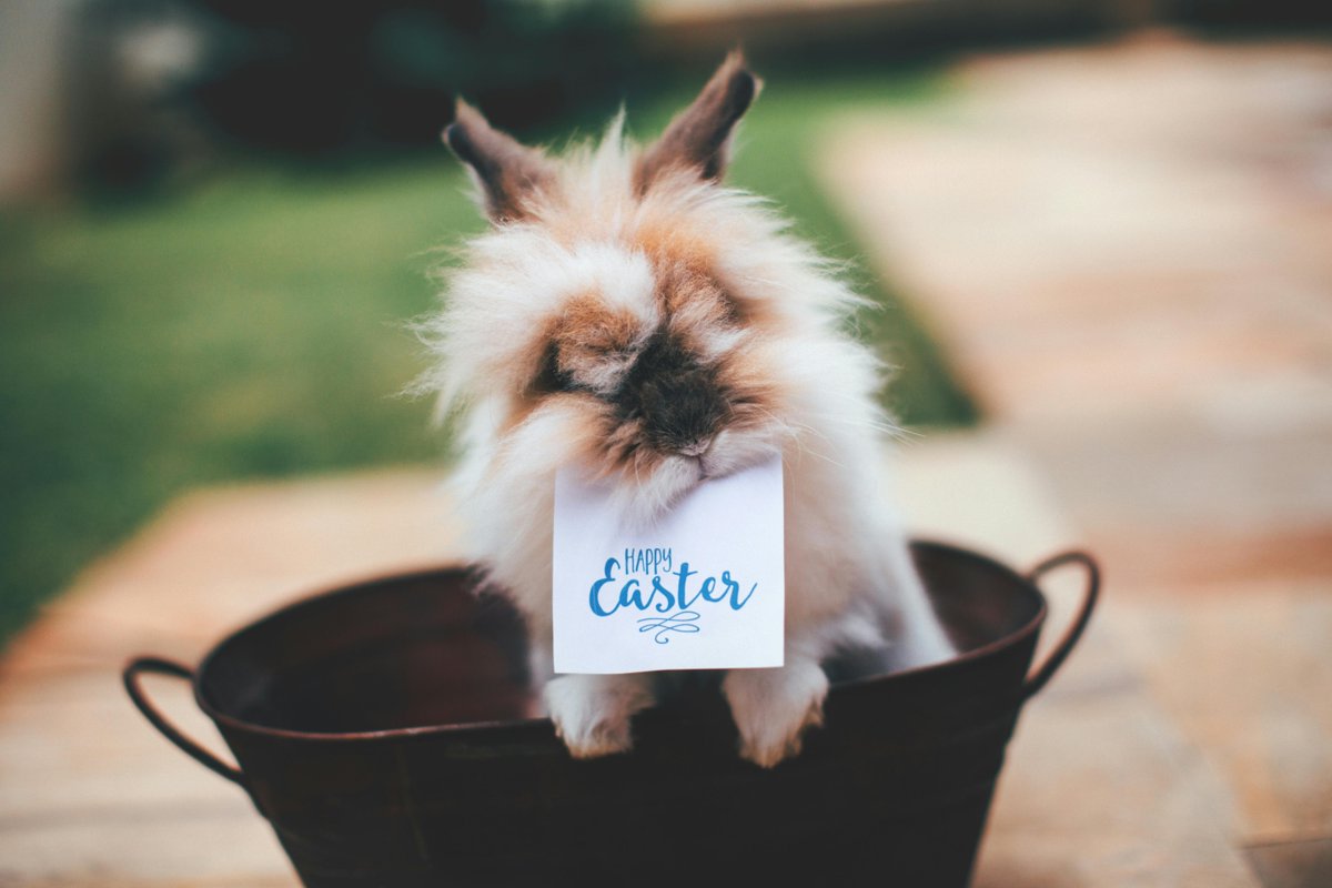 🎉🐰🌸 Happy Easter everyone! 🌼🐣 We're taking a break to celebrate our 20 year wedding anniversary & recharge for the new term 💑 #EasterBreak #TimeOff #SchoolHolidays #RelaxationModeActivated #SeeYouNextTerm Media Source: pexels.com/photo/hare-on-… Photo by Helena Lopes on Pexels