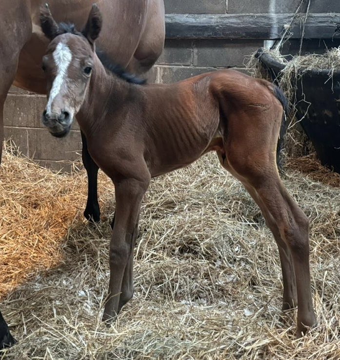 Road To Cheltenham tweet media