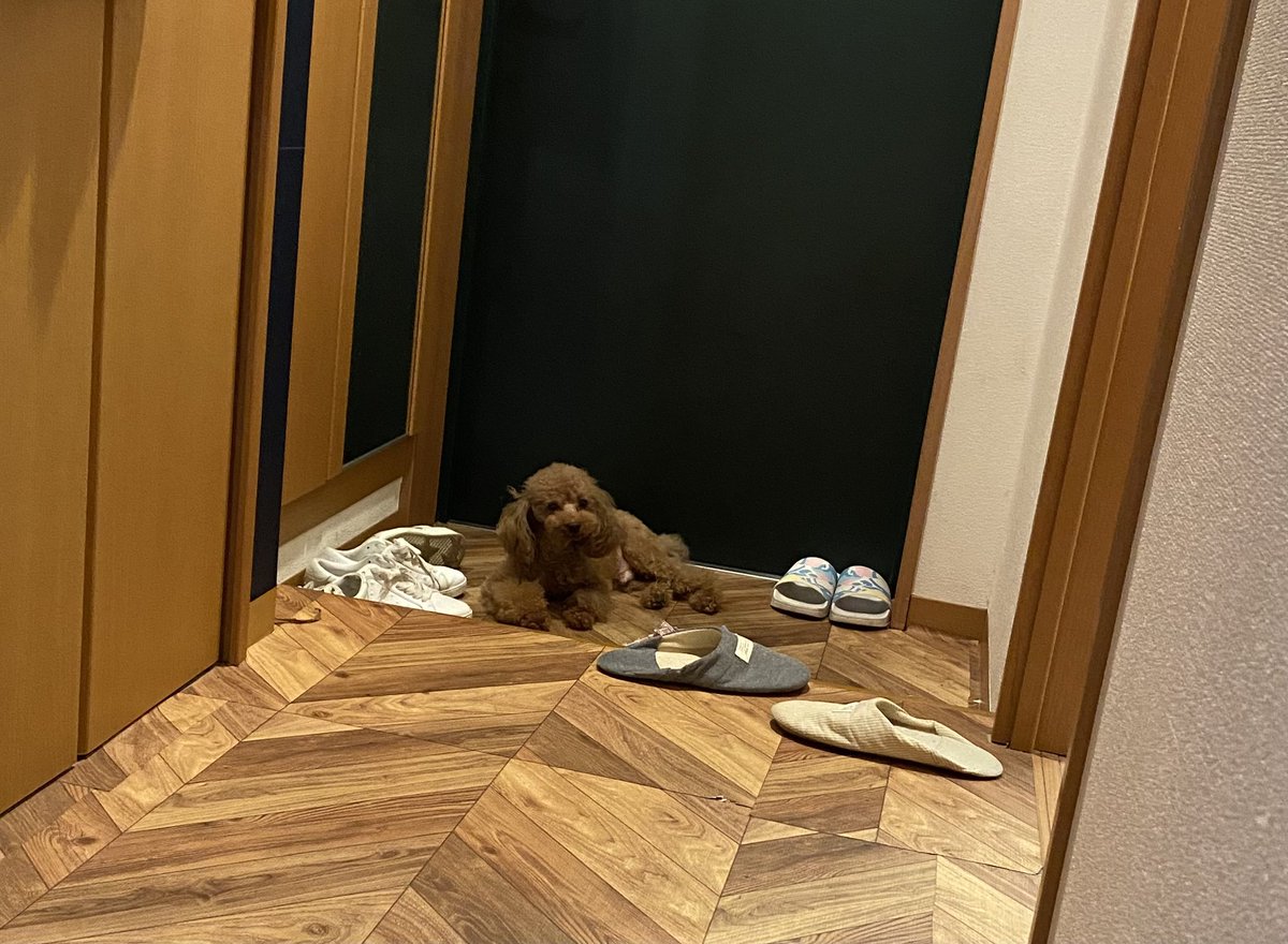 sobobouya's tweet photo. 玄関にいると割と構われると気づいた長男🐶
スリッパはそれぞれ運んで遊んでいるので家中に散らばってます🙇 https://t.co/t2YDzhzVTg