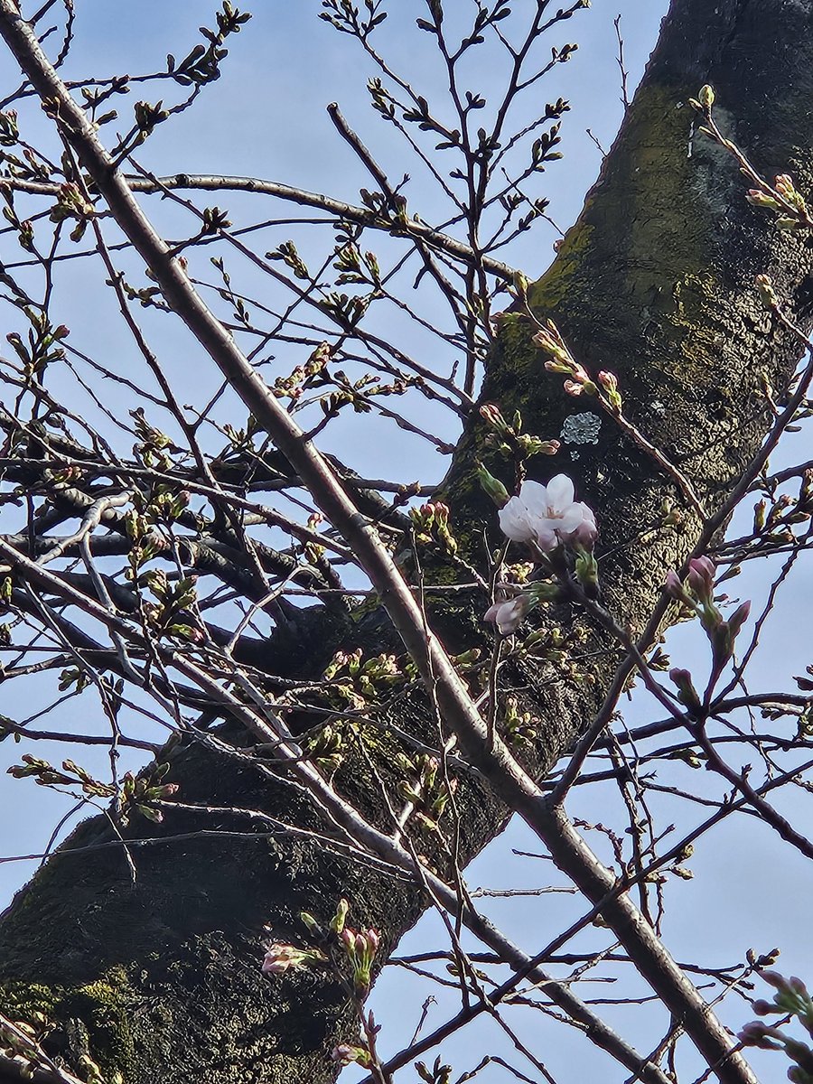 tomo39810's tweet photo. 本日 キンケロ劇場で舞台観劇
面白かったー!
中目黒は桜まつりで沢山の人 (⊙⊙)!!
でも桜は咲いてない🌸
やっと一輪 見つけました
#井川さつき
#CHIKACO https://t.co/Idx9xDchO9