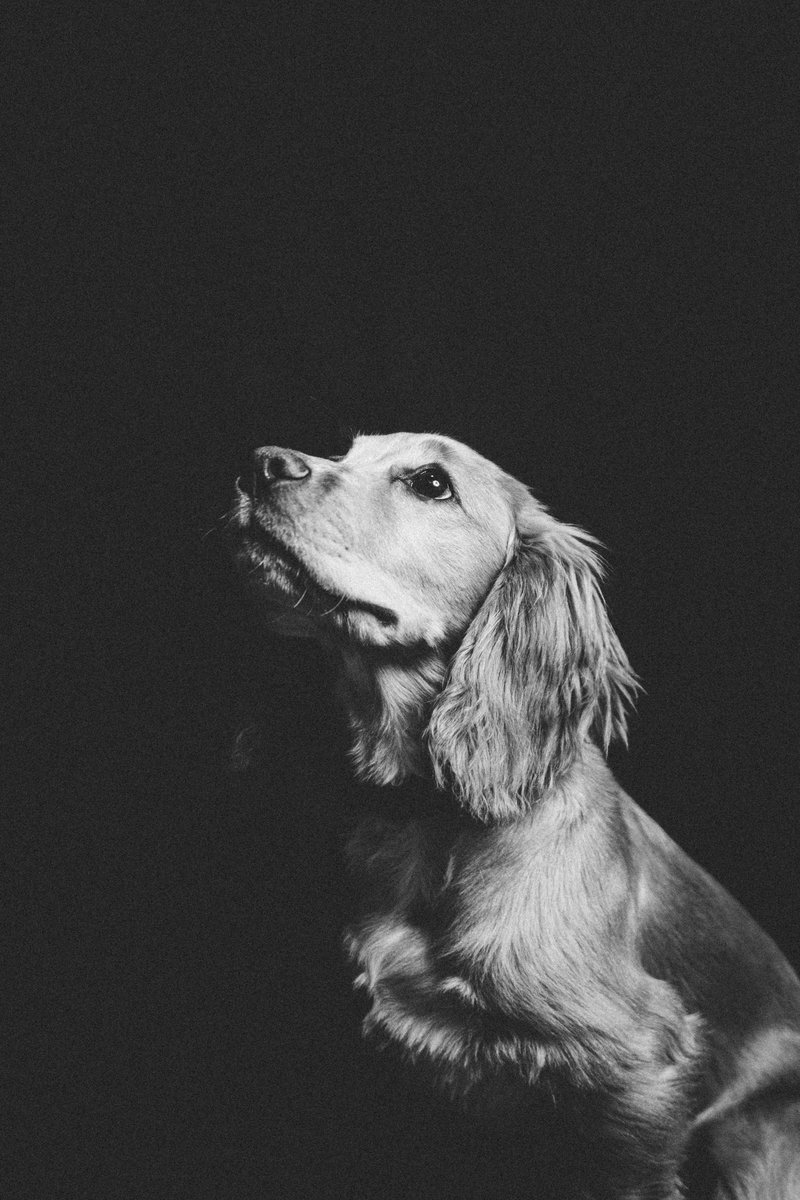 PhotosLew's tweet photo. Let’s start by sharing a few of this handsome chap from a shoot back in November.

I put on a drop in evening in collaboration with our local florist and snapped a few best friends ready to make perfect Christmas presents. https://t.co/W798iSRp2X