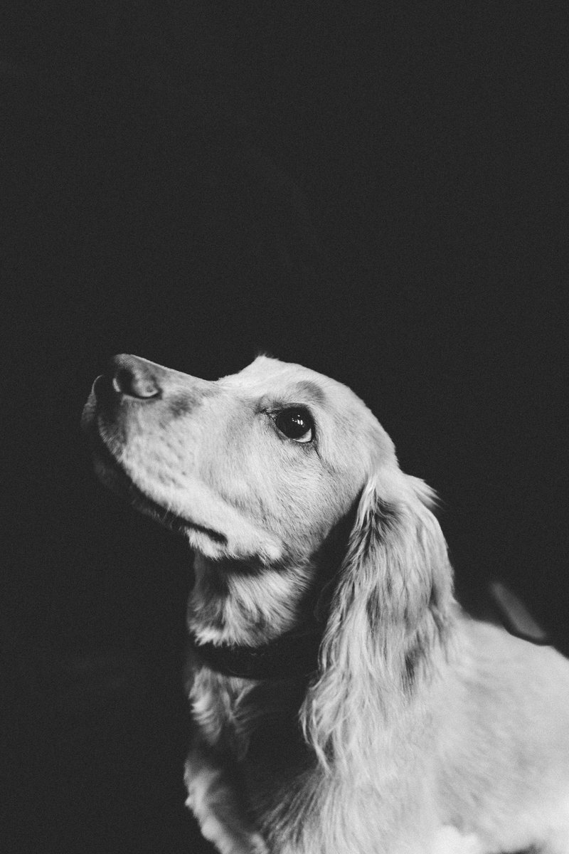 Let’s start by sharing a few of this handsome chap from a shoot back in November.

I put on a drop in evening in collaboration with our local florist and snapped a few best friends ready to make perfect Christmas presents.