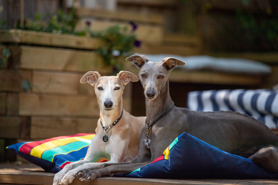 Give your pup the ulti'mutt slumber experience with a bespoke, luxury dog bed from <a href="/slumberinghound/">Slumbering Hound</a> - Dee's handmade dog beds, #blankets and #snugglesacks are just the best - I know because Poppy has all three! 🐾🙊💕 

dotty4paws.co.uk/businesses/lis…

#dogsoftwitter #UKGiftAm