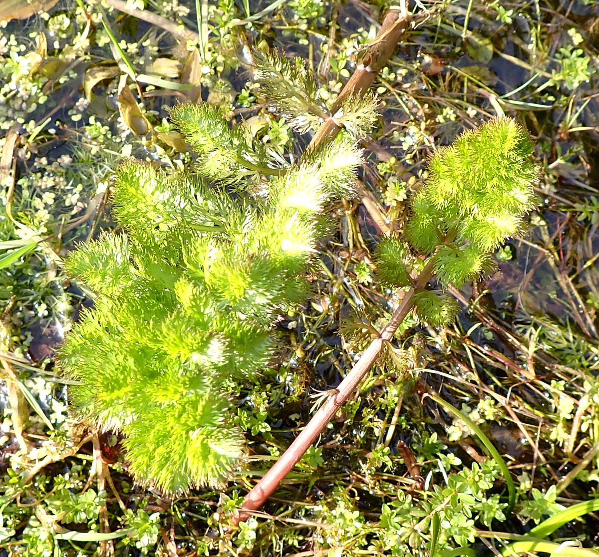 I introduce you to the first 2 stages of the 'shapeshifter' leaves of Greater Water-parsnip Sium latifolium. Underwater winter lvs finely divided brownish in the background. Surging up out of the water are the first stage aerial leaves, fern-like v pretty, 1-pinnate ones next...