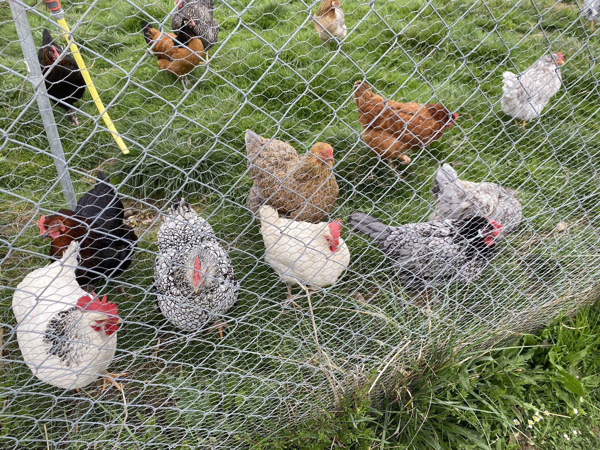 Les poulettes de Val-de-Reuil en pleine forme pour Pâques @valdereuil #lespoulettesrolivaloise et la mixité est de mise ici, pas de problème de cohabitation entre Carmen l’Espagnole et Dentelle l’Américaine ou IKEA la Suédoise @VEVDR