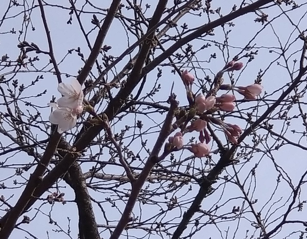 「今日の遠足桜はあんまり咲いてなかったけど木蓮が満開だった… 」|めがびーのイラスト