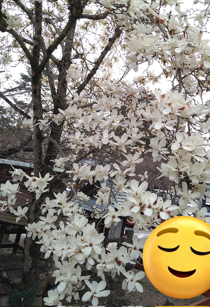 「今日の遠足桜はあんまり咲いてなかったけど木蓮が満開だった… 」|めがびーのイラスト
