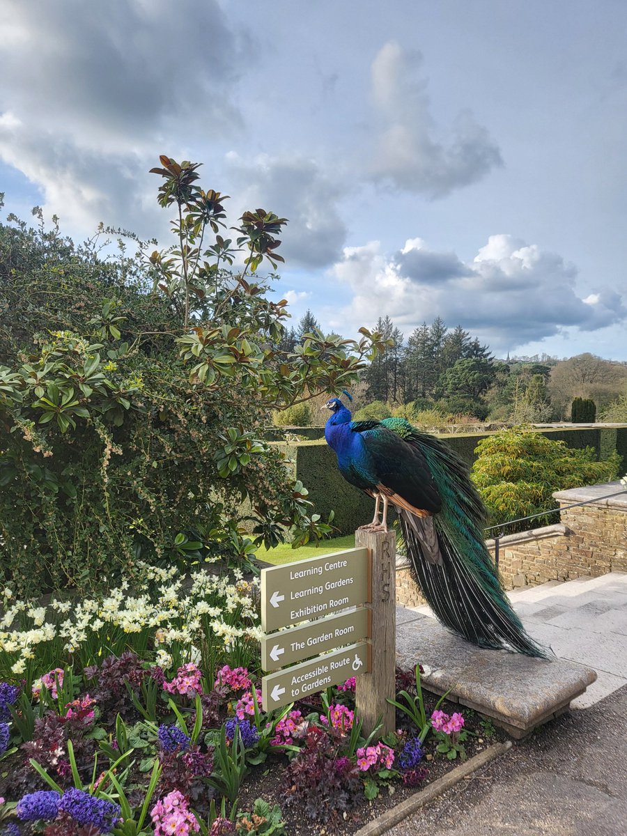 🏆 We've had some lovely guests this week but this one wins the 'best dressed' prize! Peacocks are not resident at Rosemoor, our visitors live a little way down the river, but it's clear by their regular visits that they appreciate a leisurely stroll in our beautiful gardens.