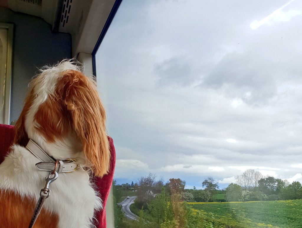 LoriCWords's tweet photo. @Okayy_Dan ...Or option C, elope at Gretna Green and run into the sunset with two backpacks and a dog. 😹 https://t.co/j8LgC1tI06