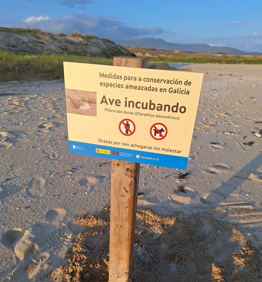 Os <a href="/VRN_Galicia/">VRN ( Gardas ) RECURSOS NATURAIS GALICIA</a> traballan no proxecto iberalex_poctep #iberalex, trátase dunha iniciativa transfonteriza que ten como misión mellorar o estado de conservación das poboacións da Pillara das dunas ( charadrius alexandrinus ) contribuindo tamén á conservación doutras especies.