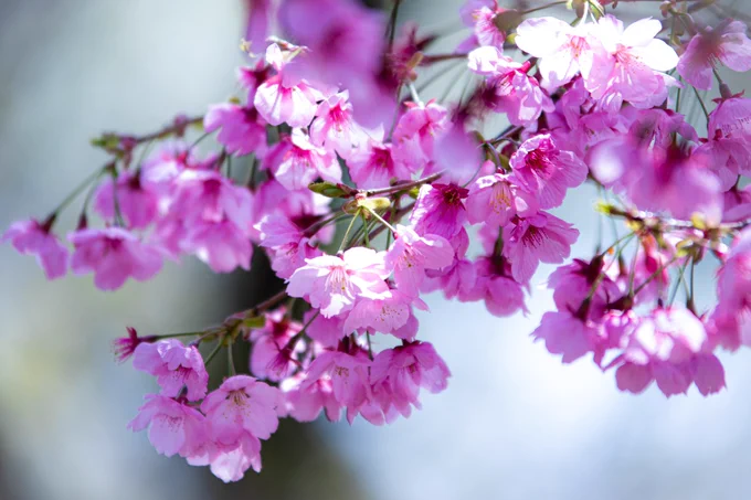 桜撮ってきた～ #とびっきりのお裾分け 
