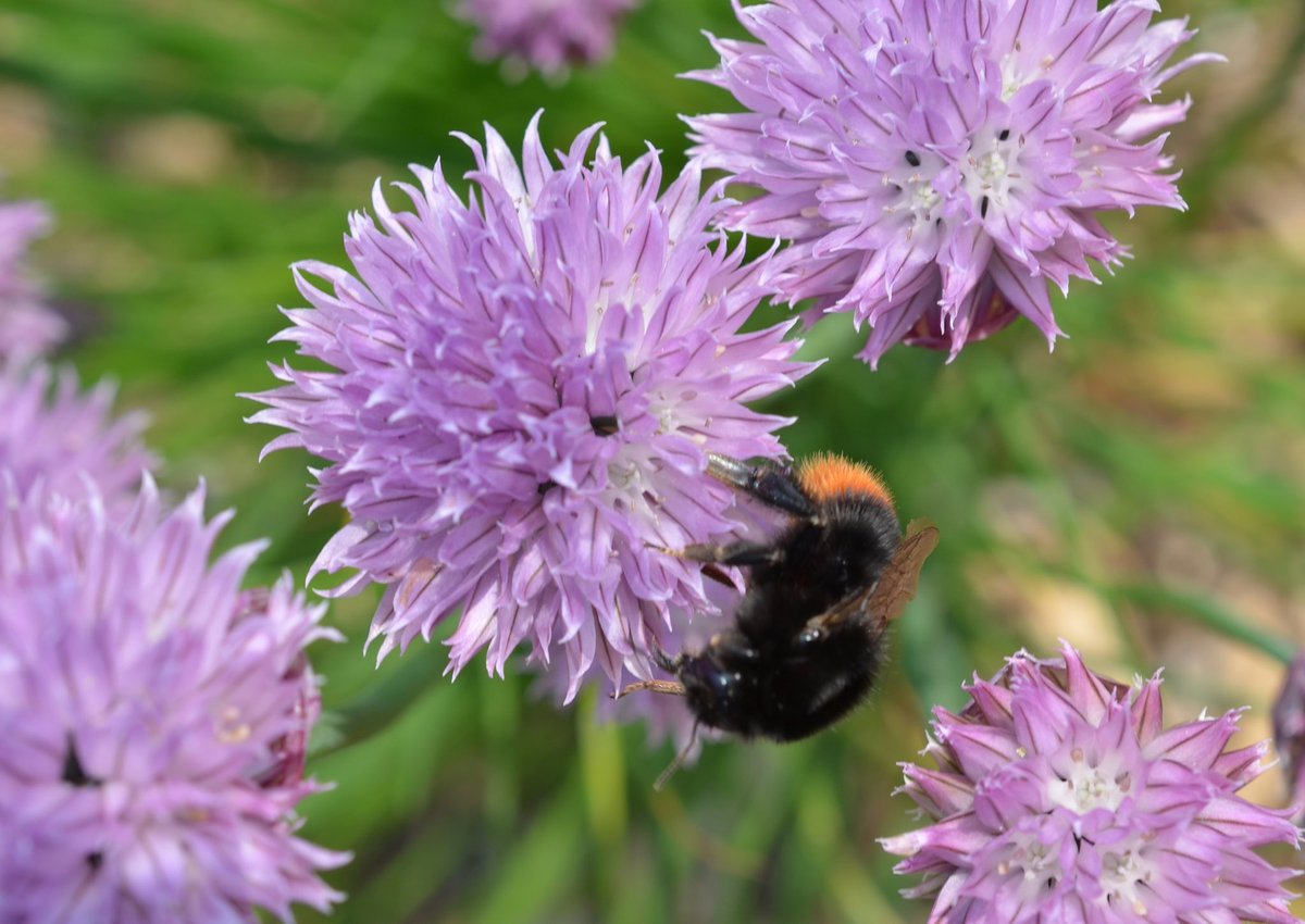 @WildlifeGardenP @tinamlindsay @LauraTurnerFilm @LivingWorldEdu @capabilitycharl @GreenFGeorge @Jemimasgarden @HedgeBuddies @katemacrae @NaturetasticWH Love alliums me! Pollinators love ‘em too!! So many to choose from … but chives take some beating!