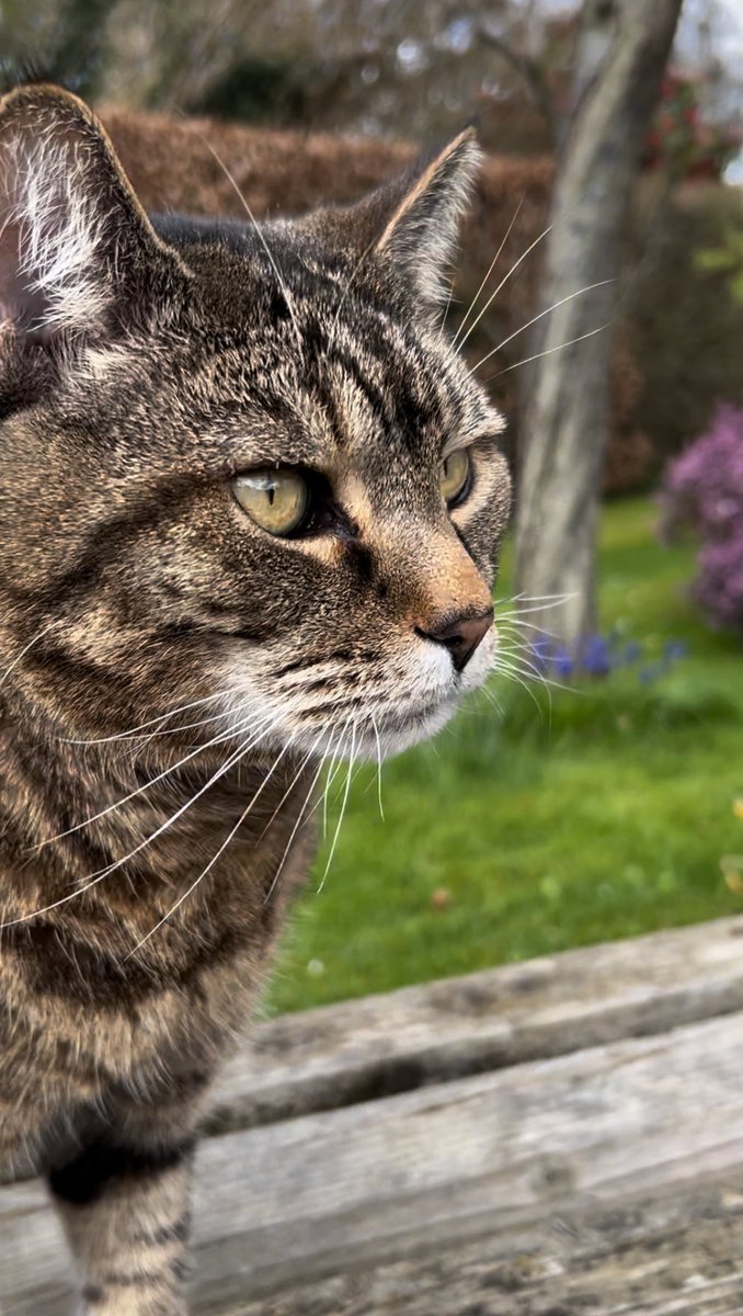 😺Happy #Caturday fur pals. I’m enjoying a #hedgewatch whilst it’s dry under paw & I’m not blown away. Still no sign of that bunny, but the flippin birds are busy overhead. Enjoy your day. #CatsOfTwitter #Cats #Tabby