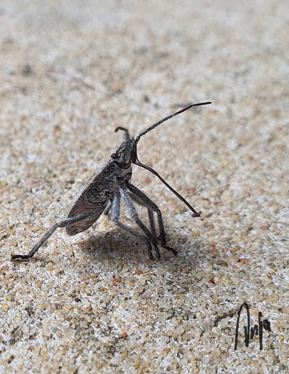 Little insect saying hello #photography #nature #wildlife #outdoors #goedemorgen #insect #CloseUp