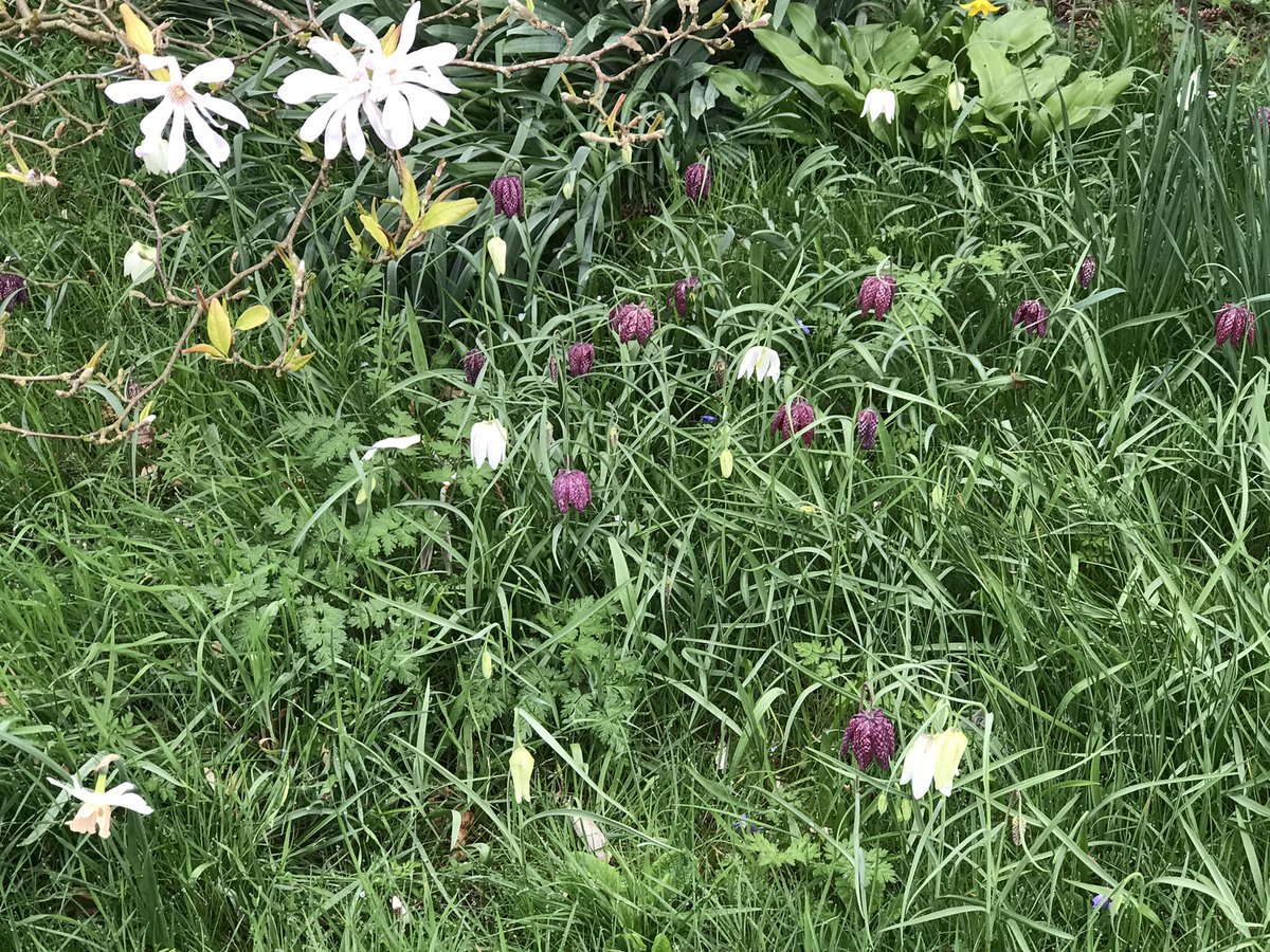 Snakes head Fritillarias under Magnolia 'Leonard Messel'. We are open on Easter Monday for NGS. 12 to 5pm. Homemade teas and plants for sale.