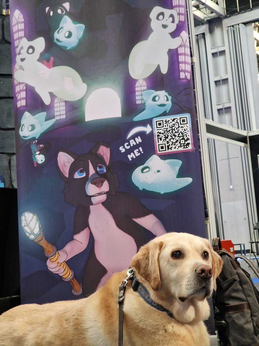 MLDanny1's tweet image. This is quite possibly the best thing that has happened at the stall @guidedogs @GodivaGuidedogs #i72