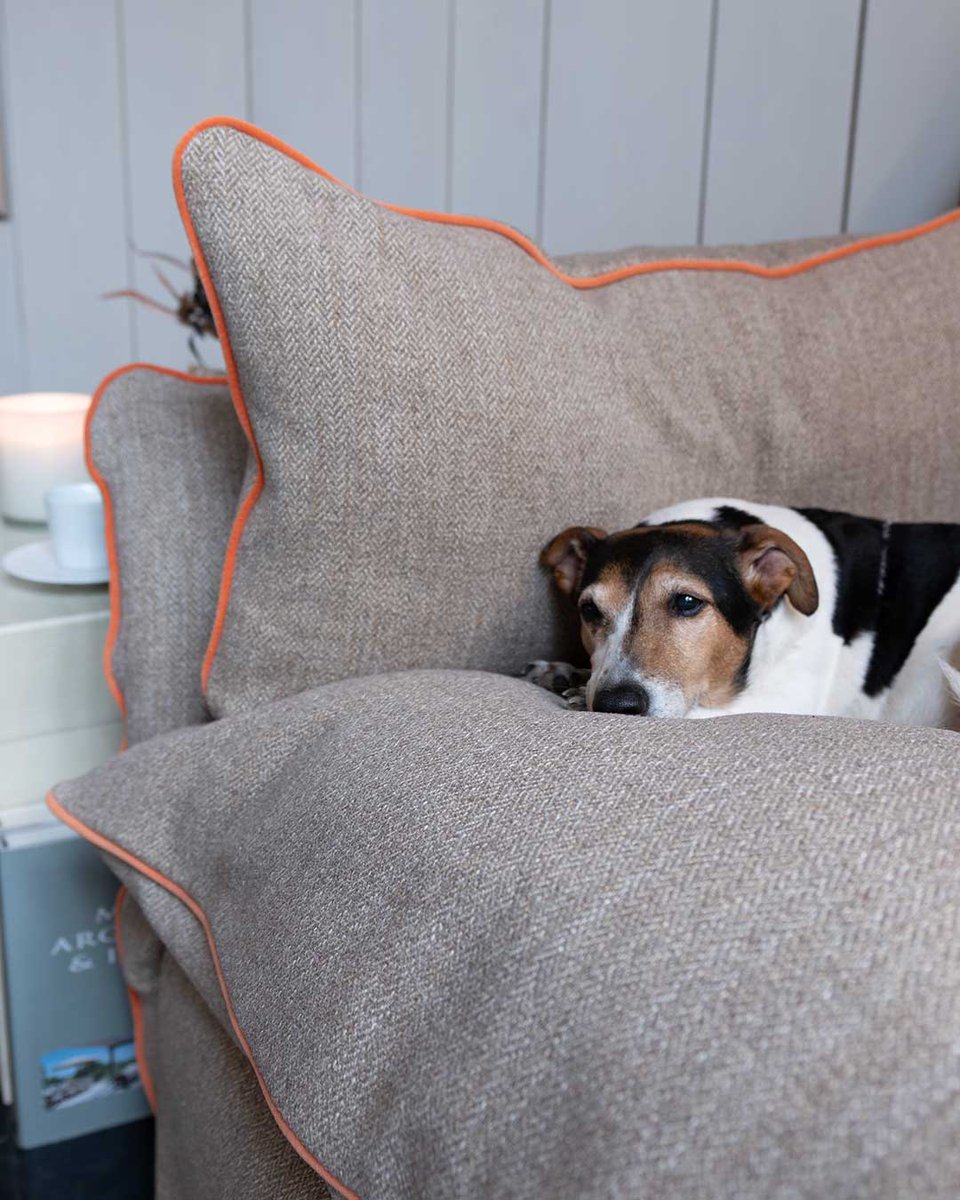 Finestockhome's tweet image. Our Windermere furniture collection is pet-friendly - thanks to our removable, machine washable Loose Cover design! Meaning your sofa is shielded from any pet-related incidents.

#loosecoversofas #loosecovers #petfriendlysofas #petfriendly #interiordesign