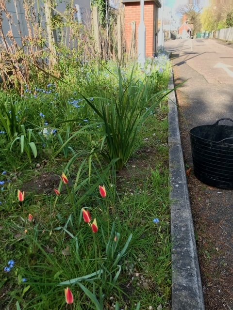 @greateranglia #Ingatestone
@ESSCRP_   #FOIS 
#Stationadopters 
#Wildgardening
What you can achieve on poor soil surrounded by trackside switchgear boxes.
(Entrance to the Platform 1 car park next to the level crossing/signal box.  Thanks to Neil for the photo)