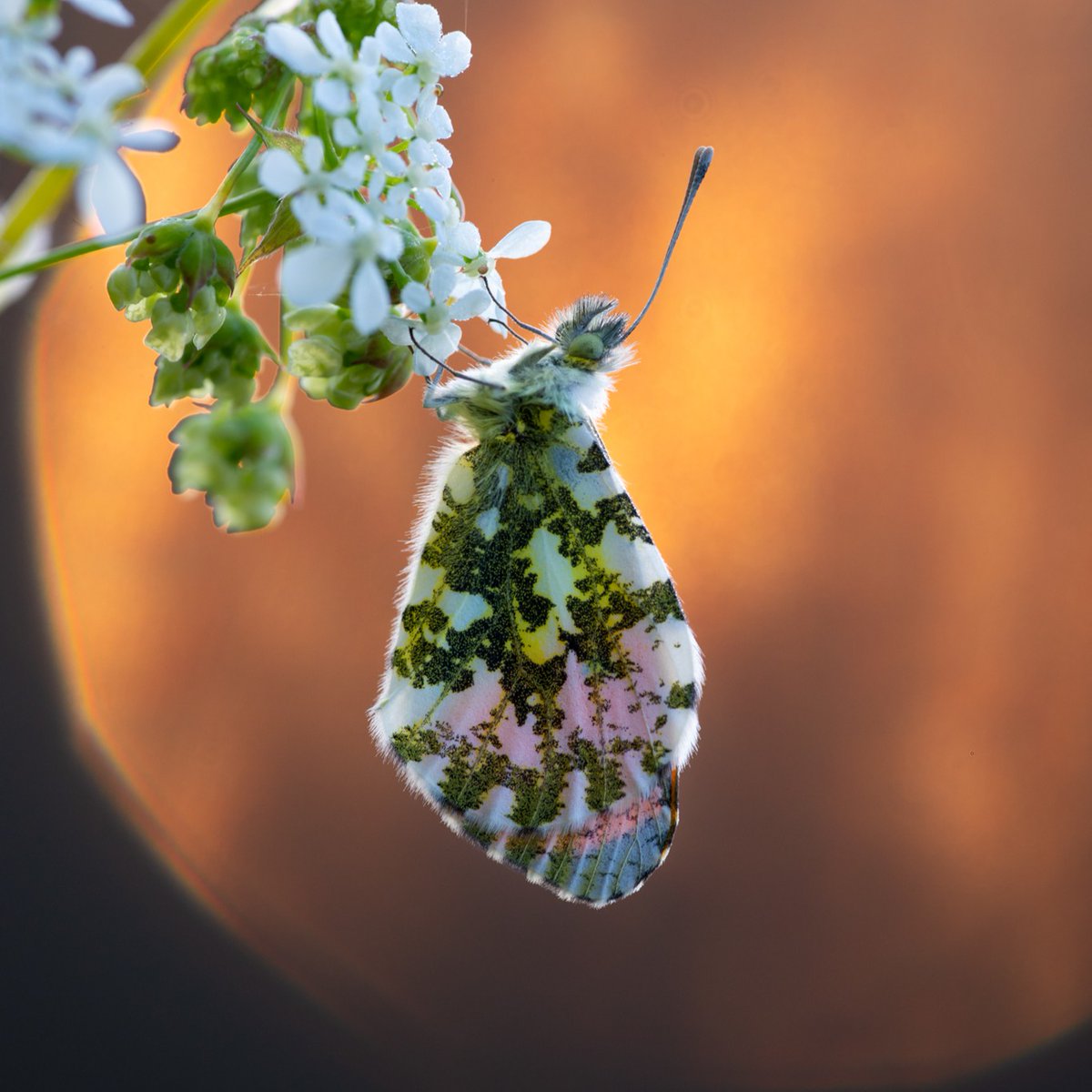 Remember the clocks 'spring forward' an hour at 1am this coming Sunday (31 March) 🦋 ☀️ What will you do with an extra hour of daylight this Sunday? 📷 : Orange-tip (Jaco Costerus)