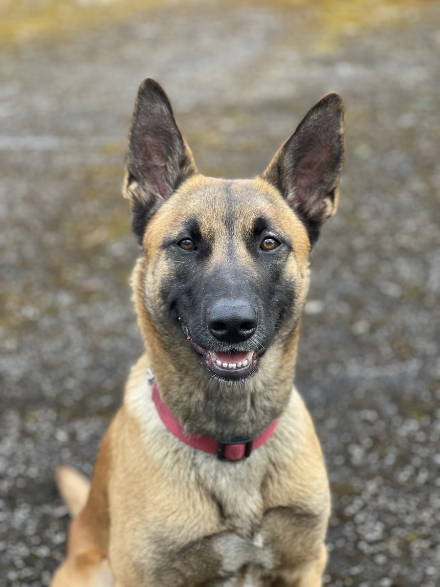 PD2050MAISIE's tweet image. It’s my 2nd birthday today. I’ve been with my family for just over a year now I love them all so much.  From #rescuedog to #policedog loving life to the full.   Good news is mum’s Achilles tendon injury is finally better, we are going back to work next week I’m so excited 🐾🐾