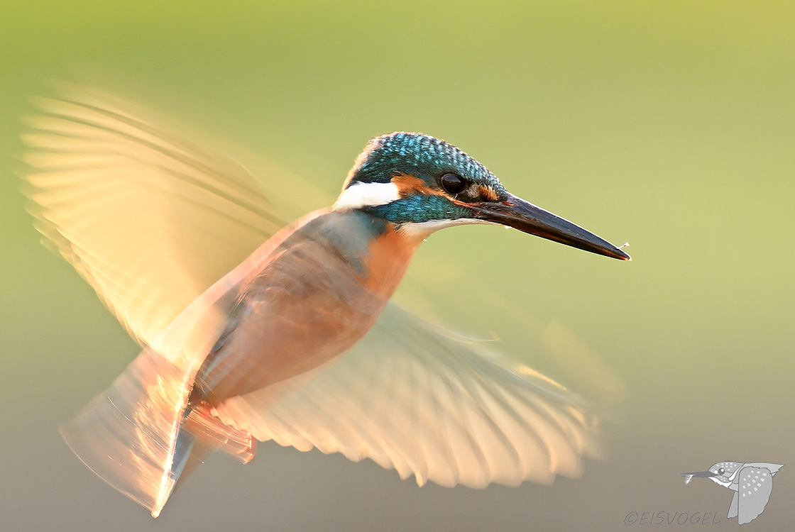今日のカワセミ　 Eisvogel des Tages #カワセミ #かわせみ #野鳥撮影 #Kingfisher #Z9