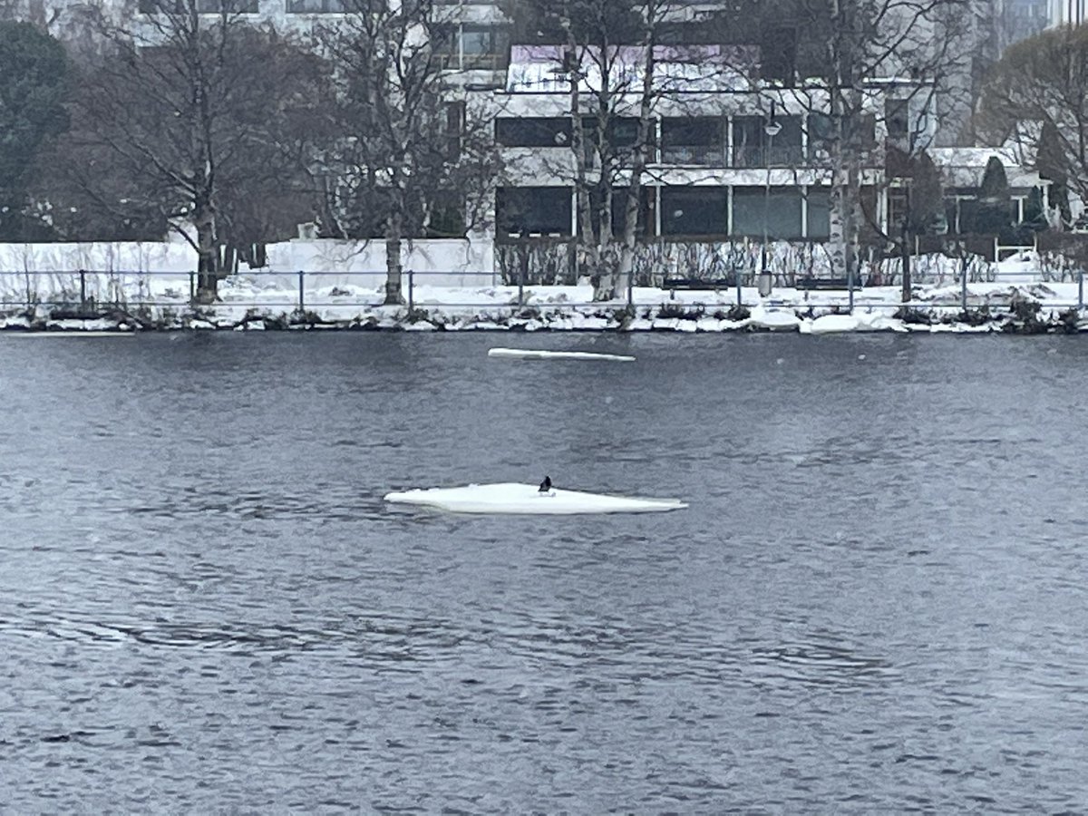 jiminess's tweet photo. Tuiran talvinen joki on toimen kotini!
30 minuutin juoksulenkki ja 1 minuutti vedessä. Varis on nyt ottanut vapaamatkustajan roolin katsellessaan talviuijia. #oulu #tuira #talviuinti https://t.co/tFkTxC0TBg