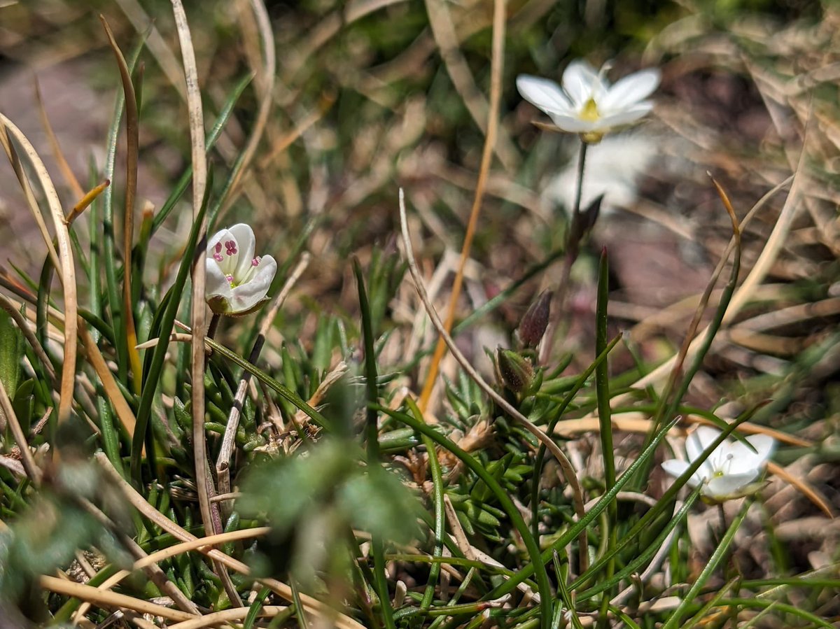 Spring Sandwort (Minuartia verna) flowering now at St Abbs Head. Little belter 💥