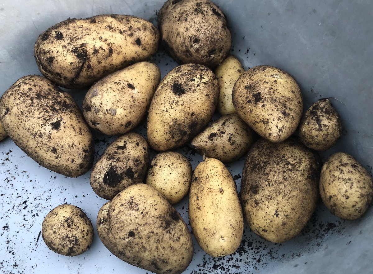 15greenmins's tweet photo. Are you planting potatoes this Easter weekend? And do you speak Potato? https://t.co/UuTleD6nz5 https://t.co/TWYyklxaub