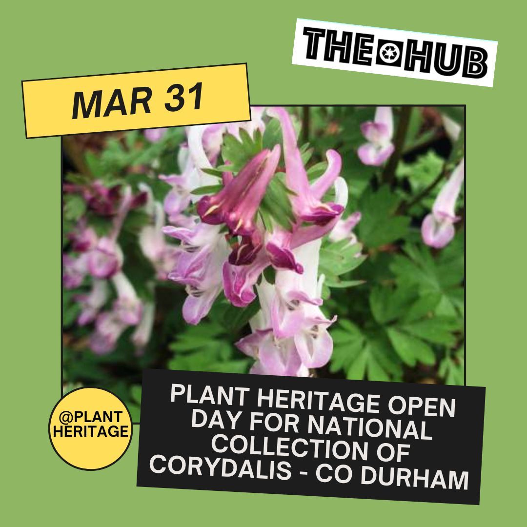 @Plantheritage Open Day for National Collection of Corydalis - Co Durham. Time: 14:00 BST Details on thehub.earth